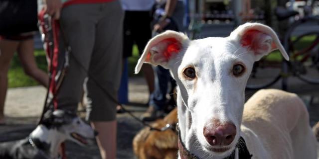 Aumenta este año un 30 % la adopción de animales de compañía en la región de Madrid