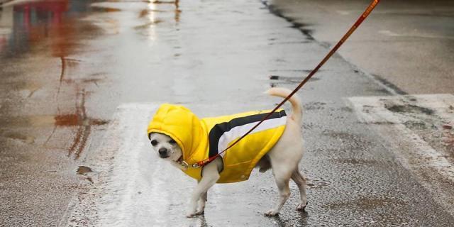 Rivas organiza un ciclo de jornadas contra el maltrato animal