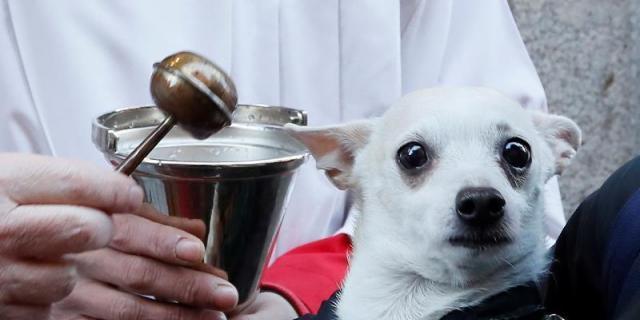 Colmenar bendecirá a sus mascotas en el día de San Antón