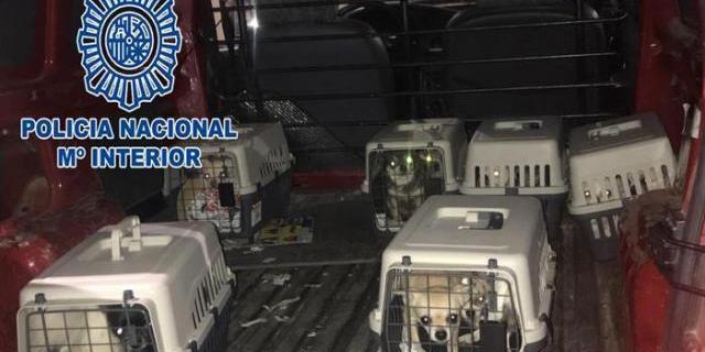 Desmantelan un criadero ilegal de chihuahuas en una vivienda de Meco