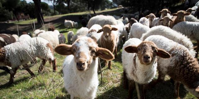 Colmenar Viejo celebra sus V Jornadas de pastoreo y Feria de quesos artesanos