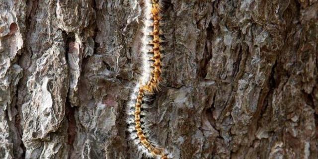 Majadahonda reduce las orugas procesionarias con métodos biológicos