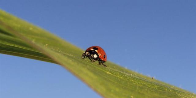 Algete tratará de frenar la plaga de pulgones con larvas de mariquitas