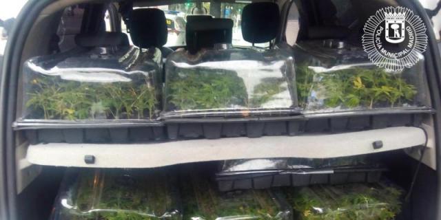 Detenido en Arganzuela con 1.130 plantas de marihuana en el coche