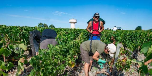 La sequía reduce un 50% la producción de uva en la comarca de las Vegas