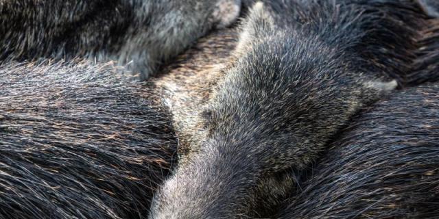 Ciudadanos advierte sobre la superpoblación de jabalíes en Torrelodones