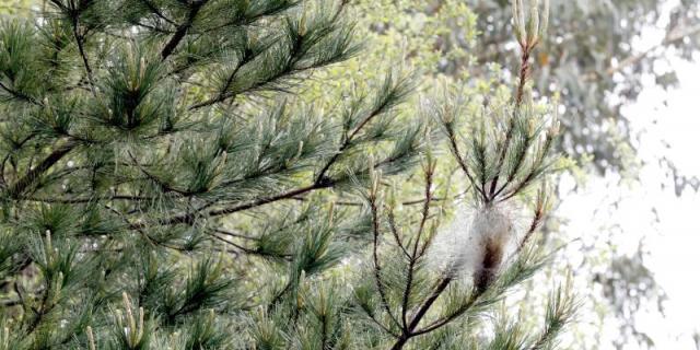 En marcha la campaña contra la procesionaria del pino en Las Rozas