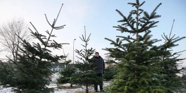 Los viveros de Madrid dan una segunda oportunidad a los abetos navideños