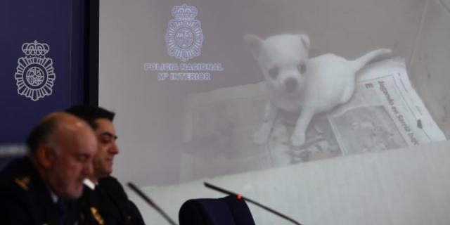 Desmantelan dos criaderos de chihuahuas con varios veterinarios detenidos