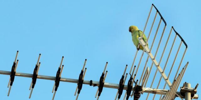 Valdemoro retira siete nidos de cotorra argentina