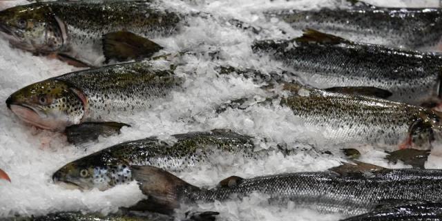 Comienza la temporada de pesca en la Comunidad de Madrid