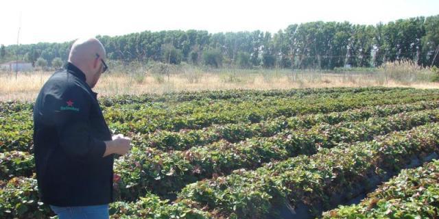 La huerta de Aranjuez vende a domicilio para tratar de superar la crisis