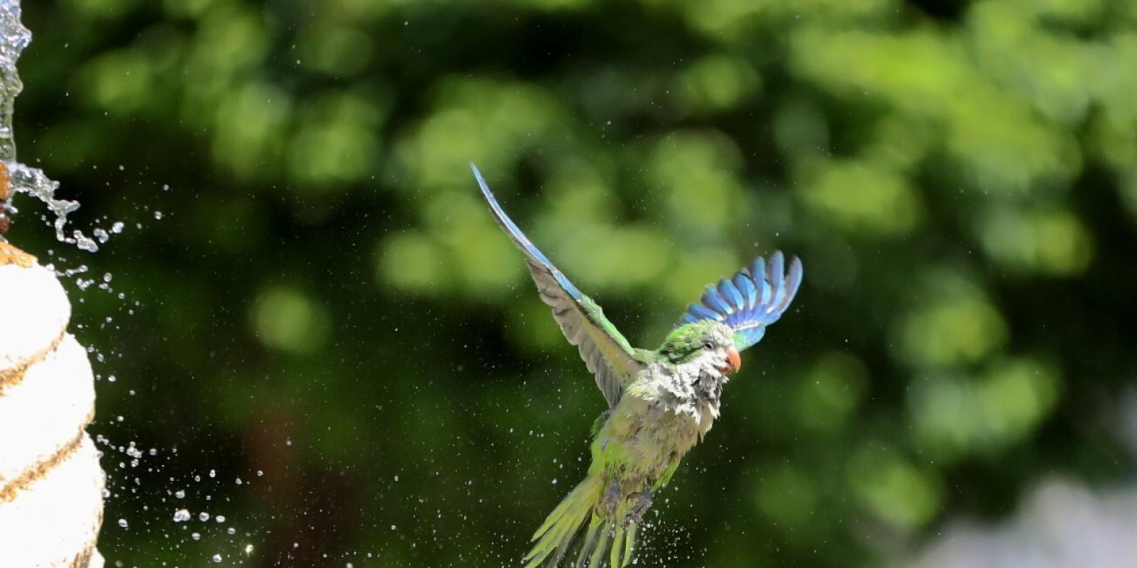 Madrid gastará tres millones en reducir al 10% la población de las cotorras