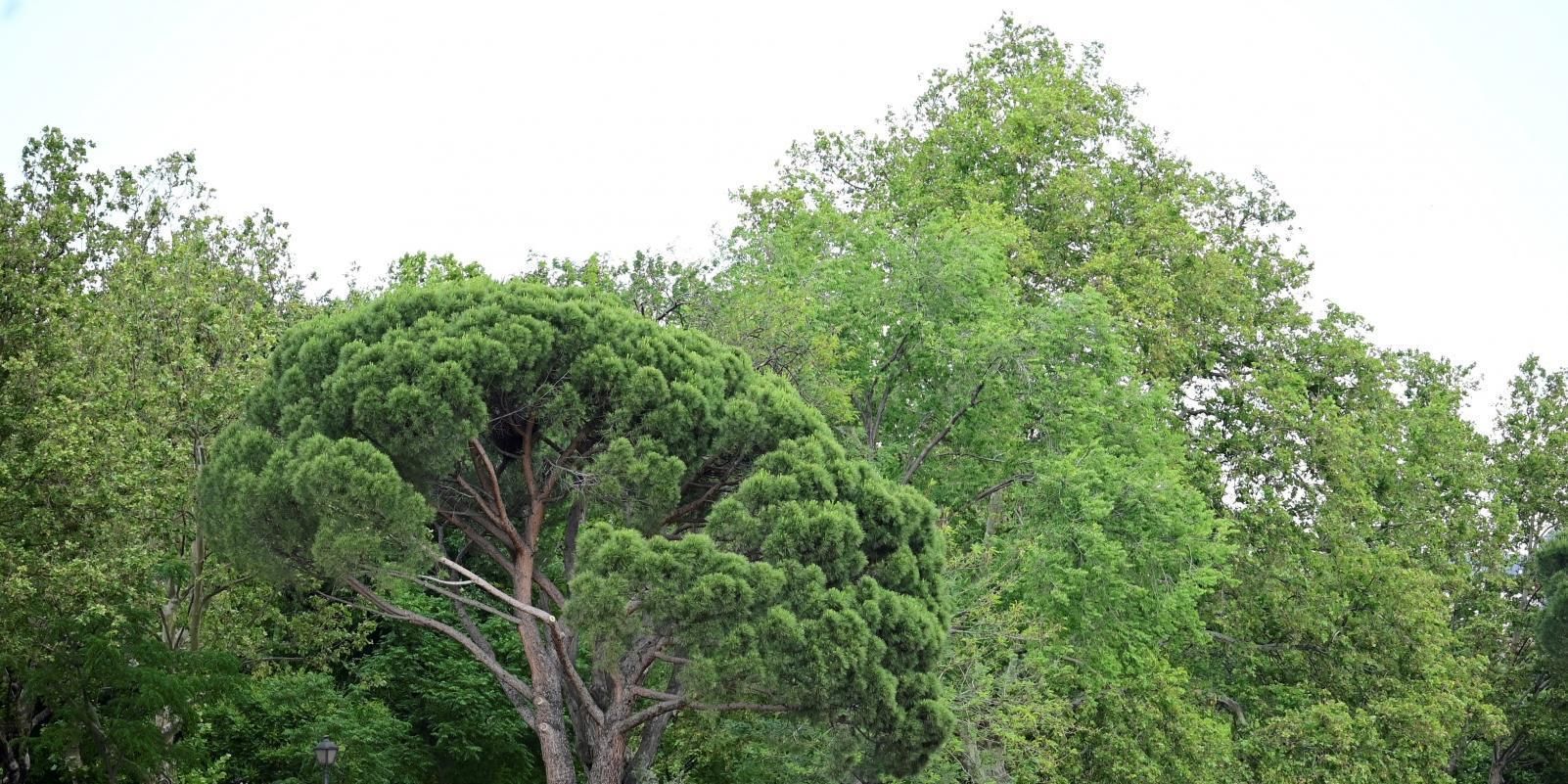 El Ayuntamiento de Madrid captura 31 jabalíes en la Casa de Campo, 14 de ellos anoche