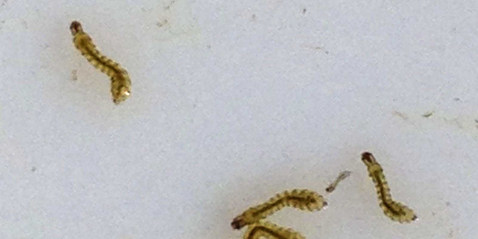 La mala salud de ríos y el confinamiento genera una plaga de mosca negra