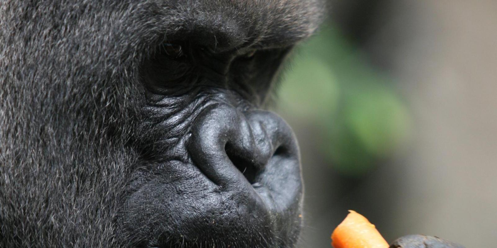 La cuidadora del zoo herida grave por un gorila permanece "estable" en la UCI