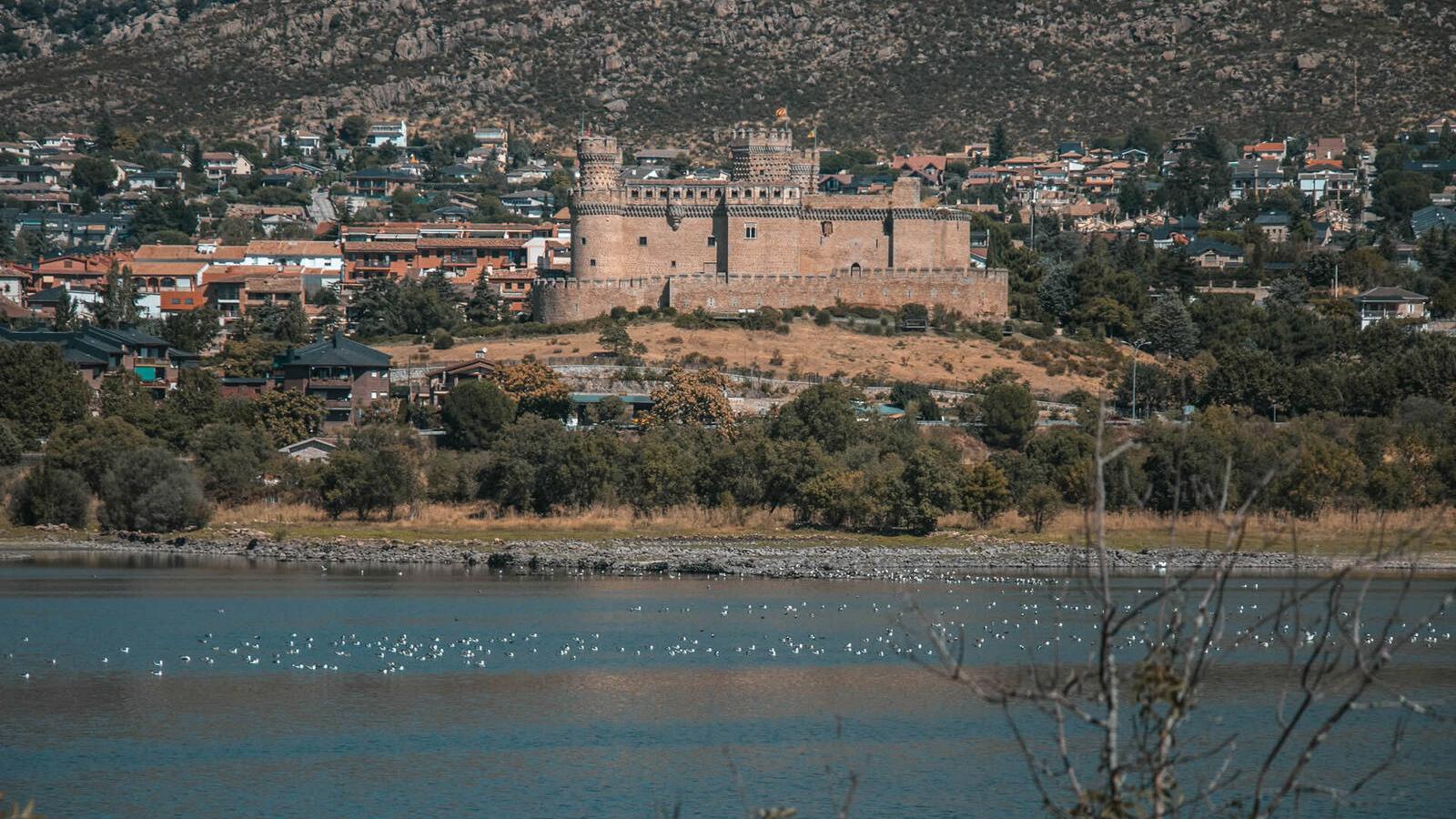 Localizada en el embalse de Santillana una pareja de tarro blanco con tres crías de esta ave acuática