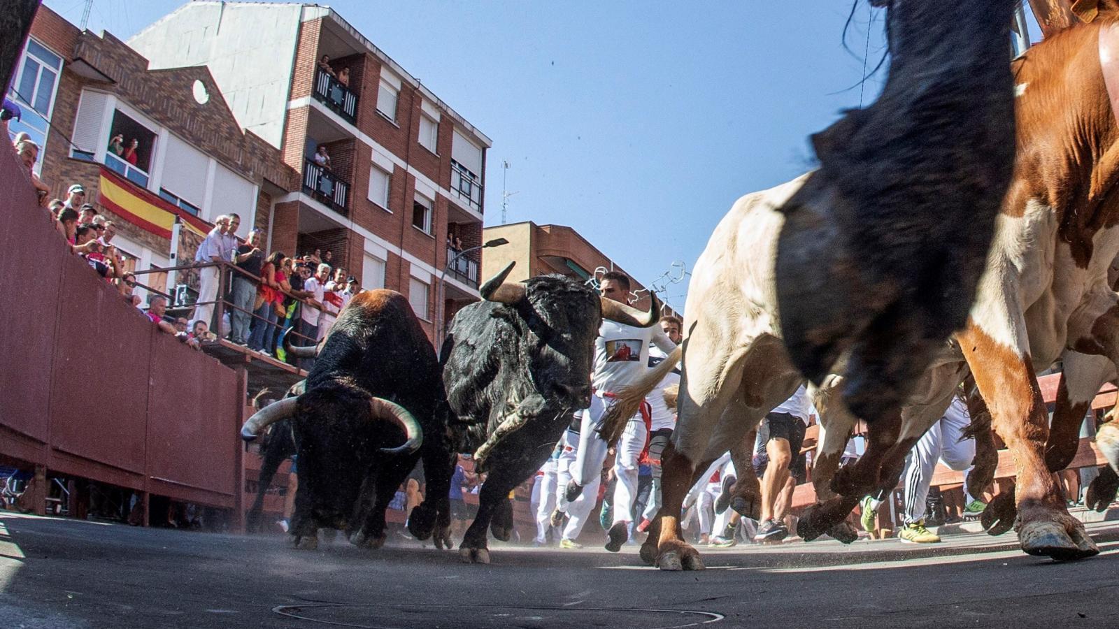 Sanse urge a la Comunidad a que "dé el visto bueno" a sus encierros de agosto
