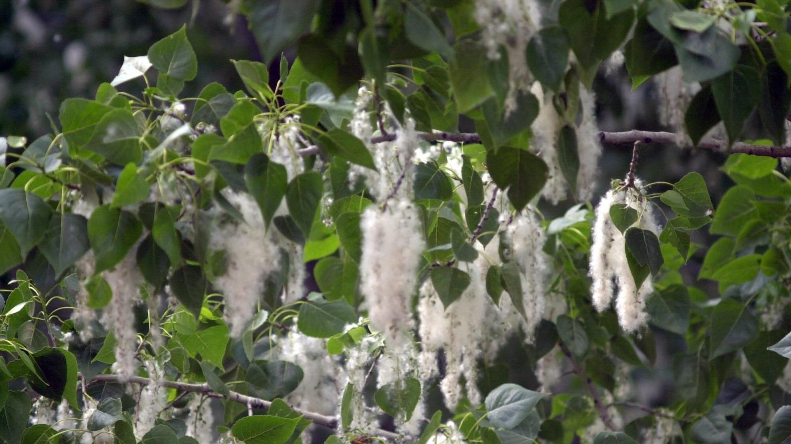 La mitad de la población será alérgica en 2050 por el cambio climático