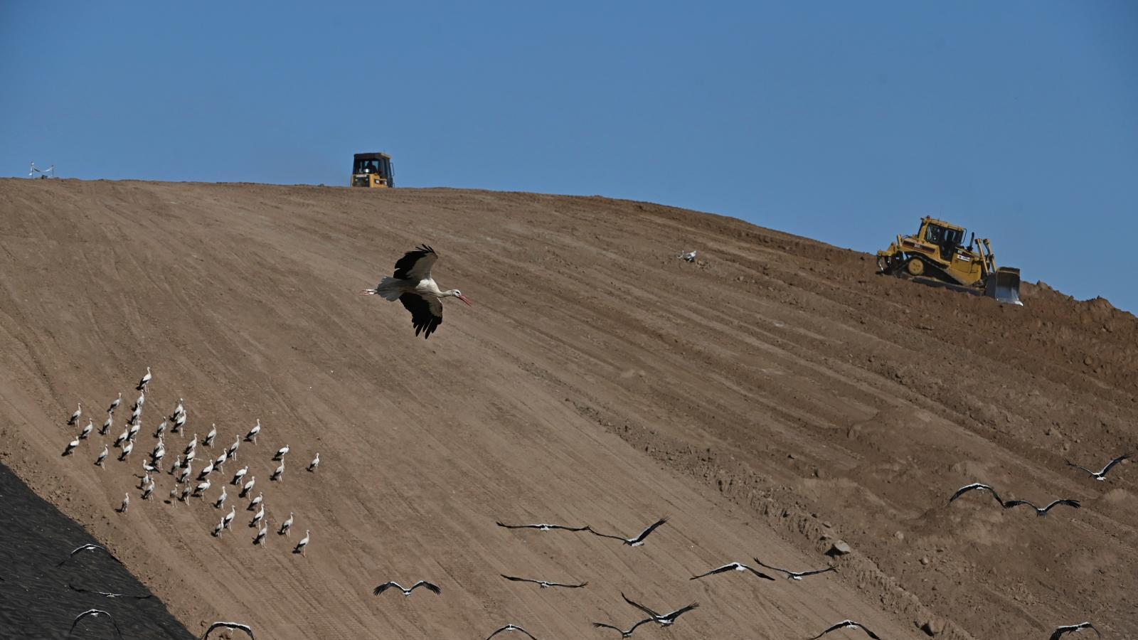 Las cigüeñas de Alcalá buscan alimento fuera del clausurado vertedero