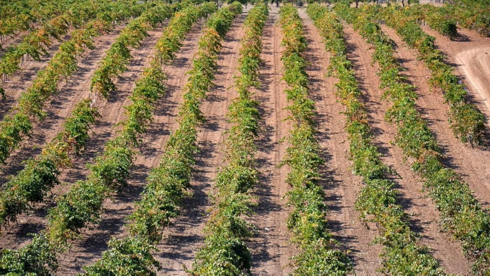 La D.O. Vinos de Madrid espera cosechar 10 millones de kilos de uva este año