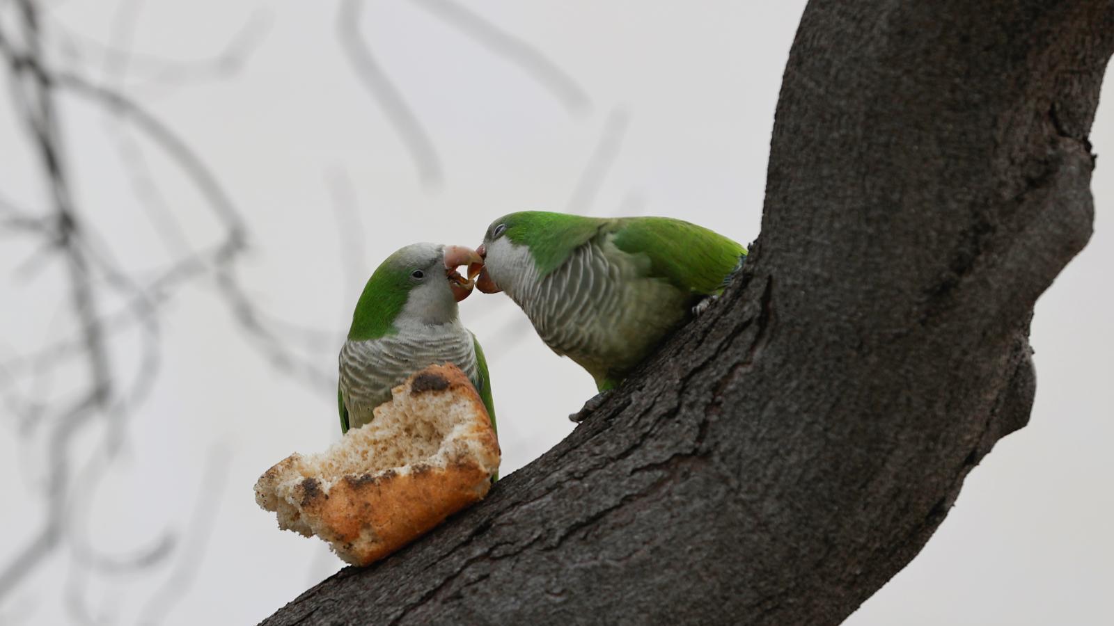 Madrid autoriza el uso de carabinas de aire comprimido para cazar cotorras
