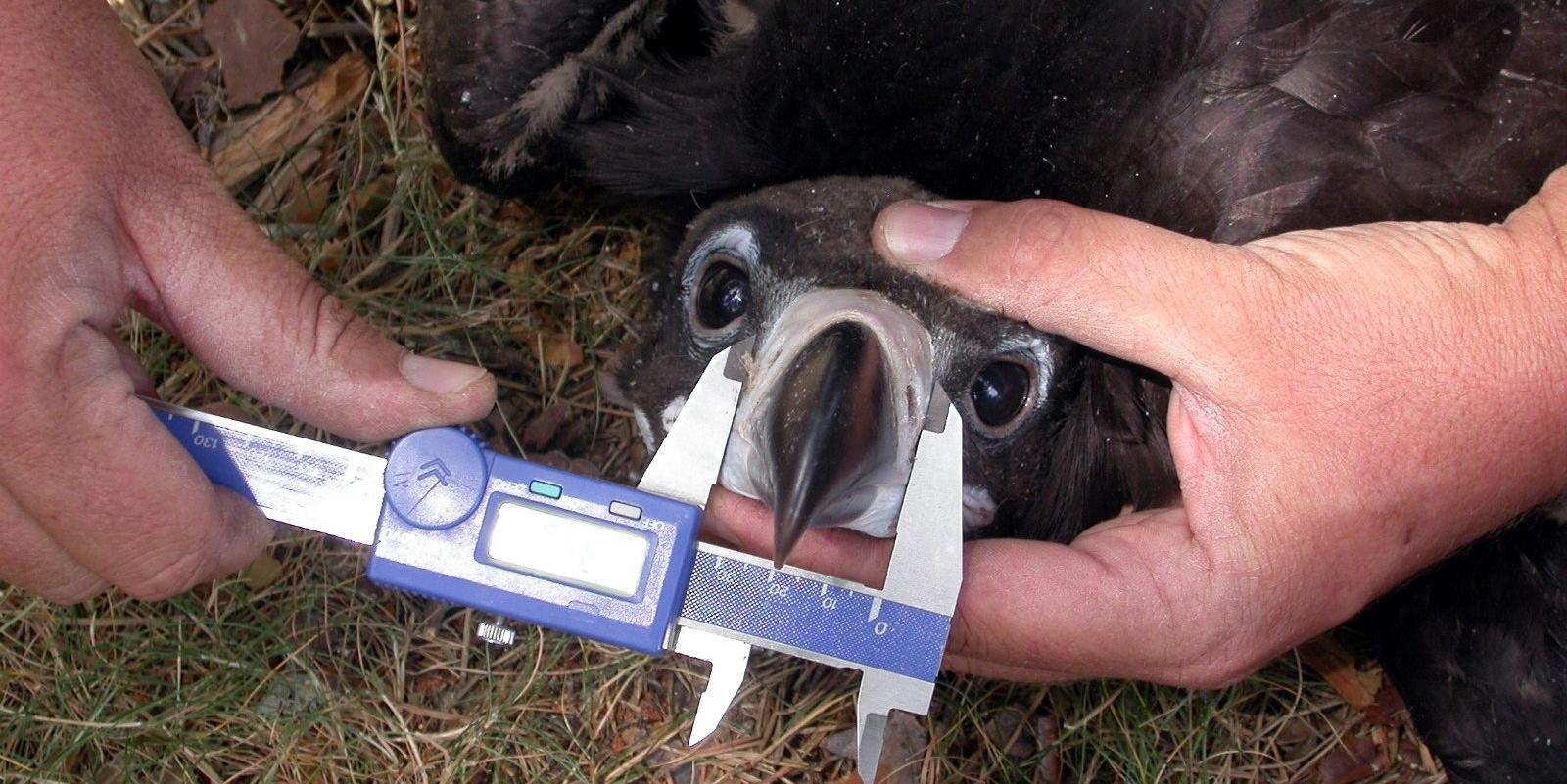 Muere el pollo de buitre negro anillado en la Sierra de Guadarrama y la Comunidad espera el resultado de la necropsia