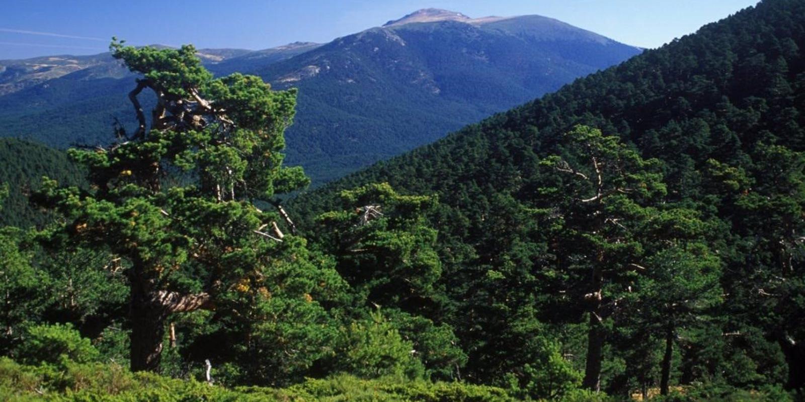 El Parque Nacional de la Sierra de Guadarrama cuenta con 60 nuevos ejemplares de especies autóctonas