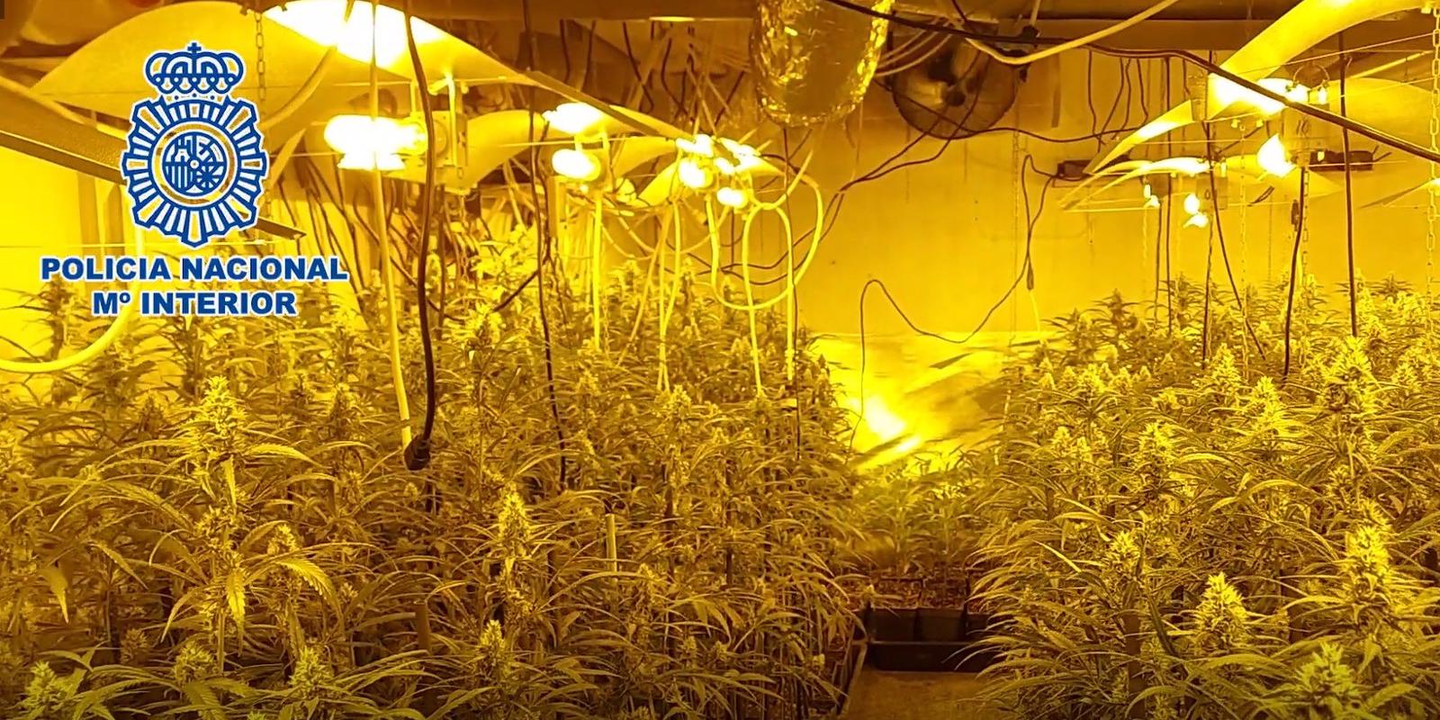 Desmantelados dos cultivos de marihuana en chalés de lujo de Campo Real: 4400 plantas requisadas y 5 detenidos