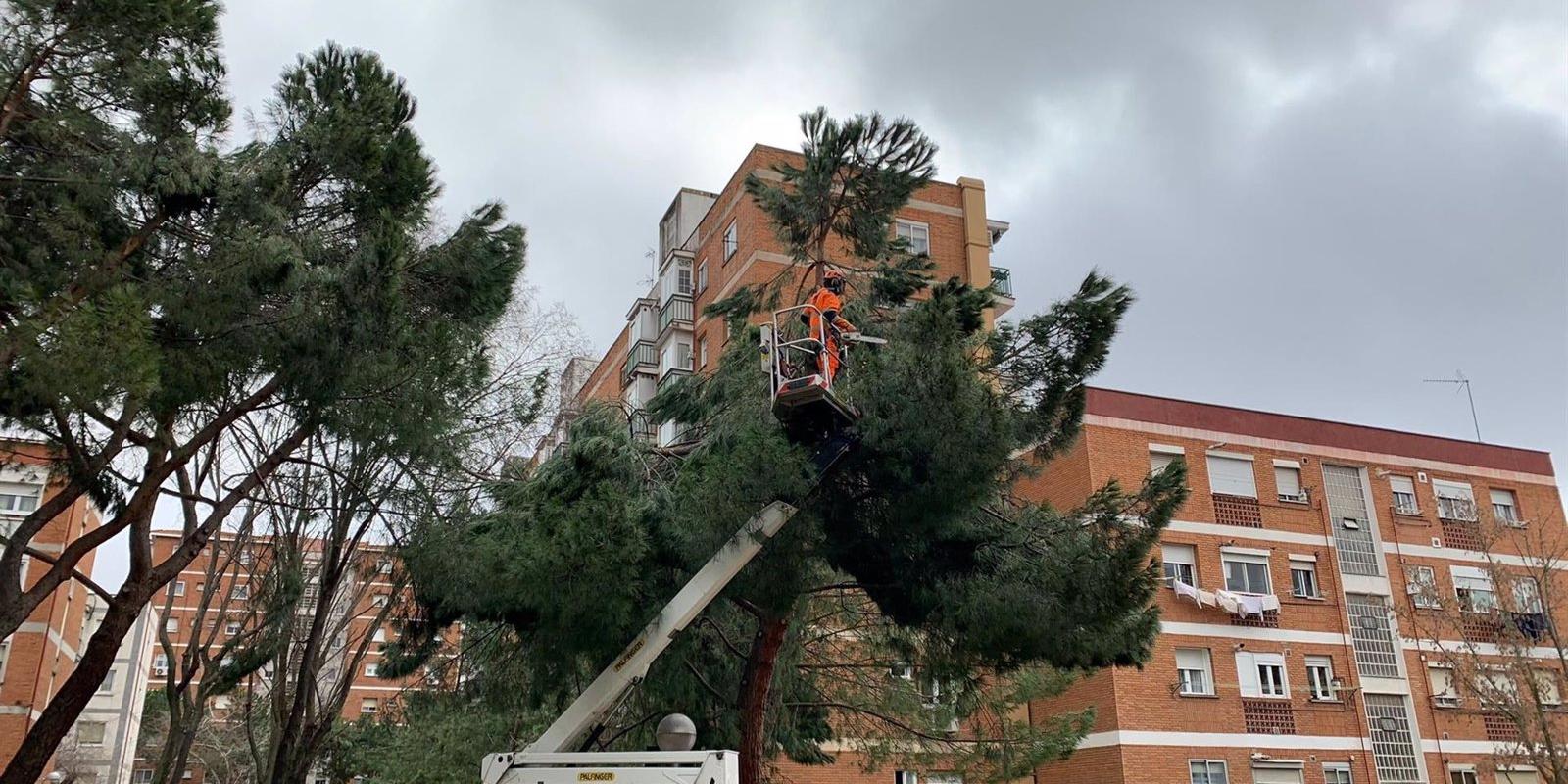 El Ayuntamiento de Madrid abordará el arbolado afectado por el temporal con el objetivo de que sobreviva la mayoría