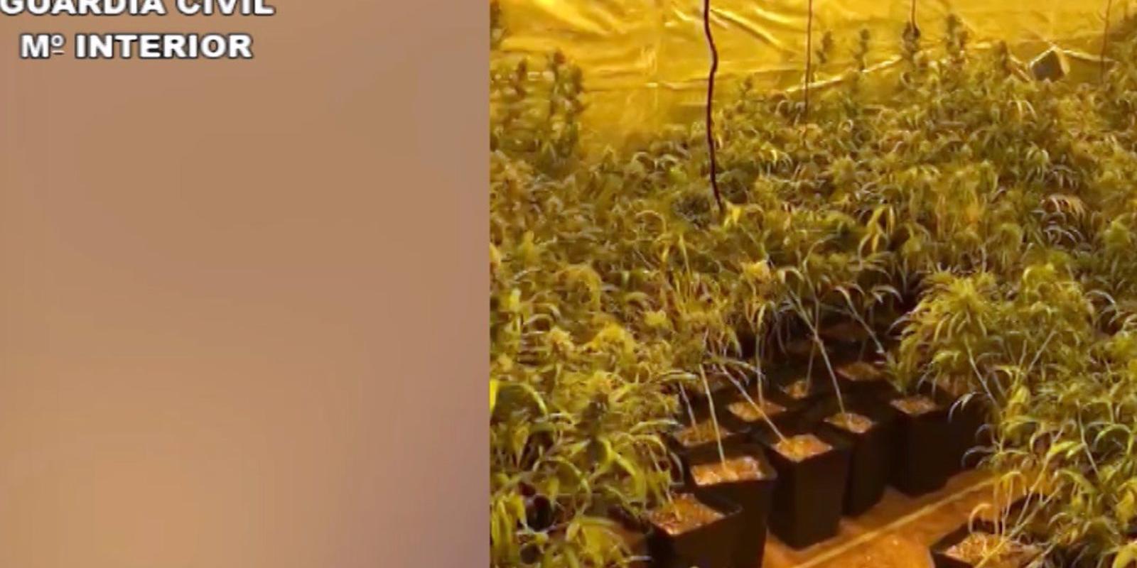 Descubren un chalé de Miraflores con 880 plantas de marihuana, que distribuían por la zona norte de la región