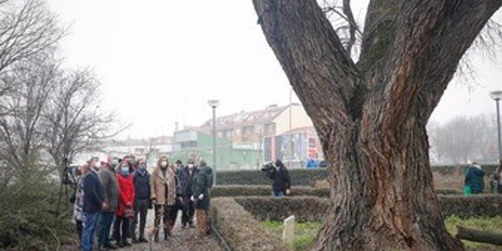 La Comunidad clonará árboles centenarios y singulares derribados por la gran nevada