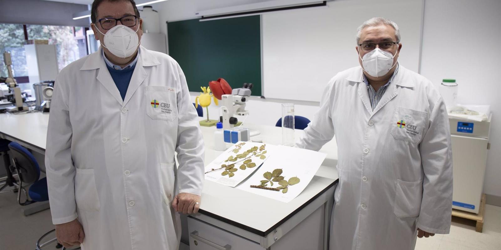 Investigadores del CEU San Pablo hallan en la Sierra de Guadarrama una nueva especie de zarza