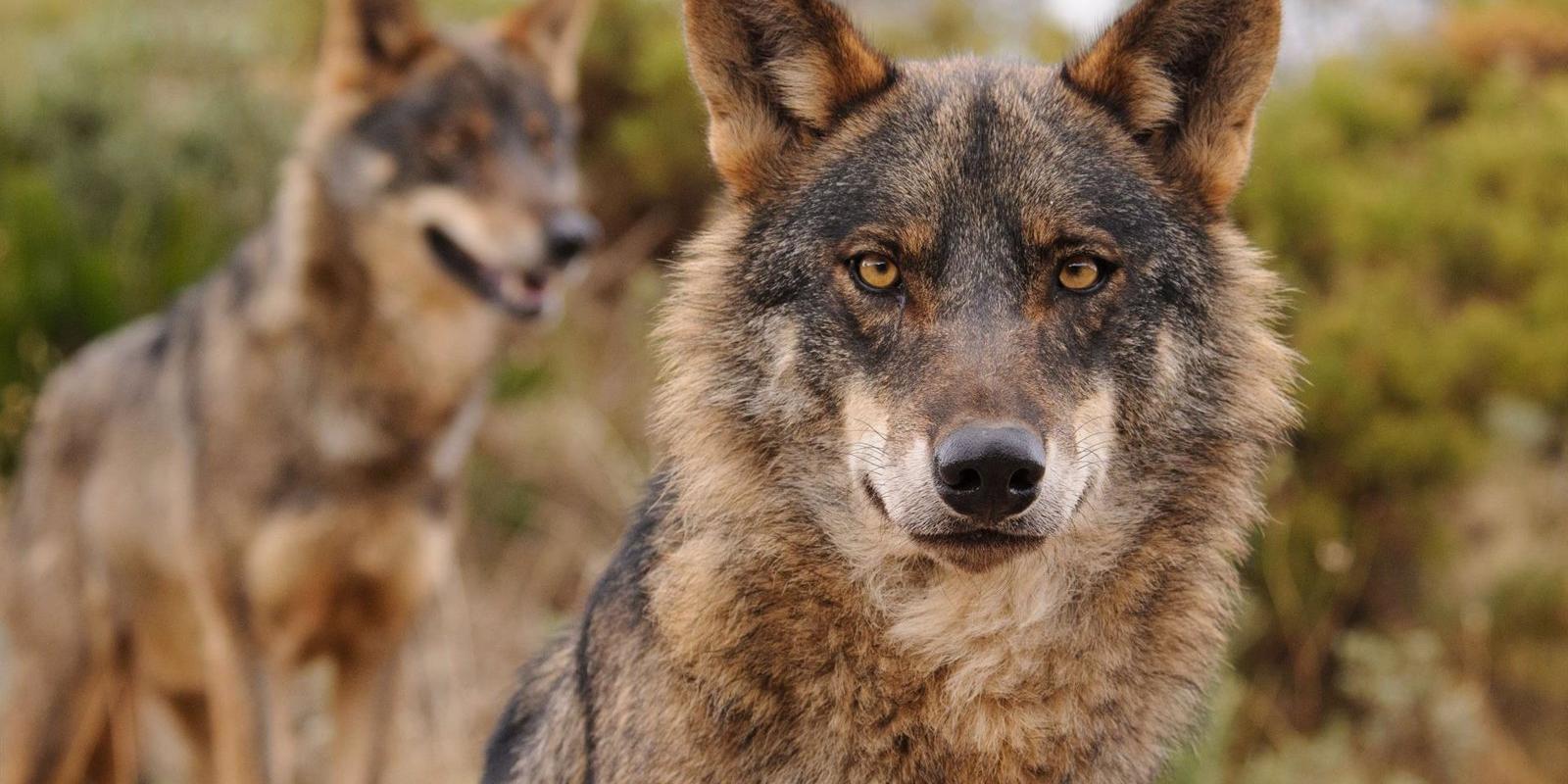 La caza del lobo quedará prohibida en toda España
