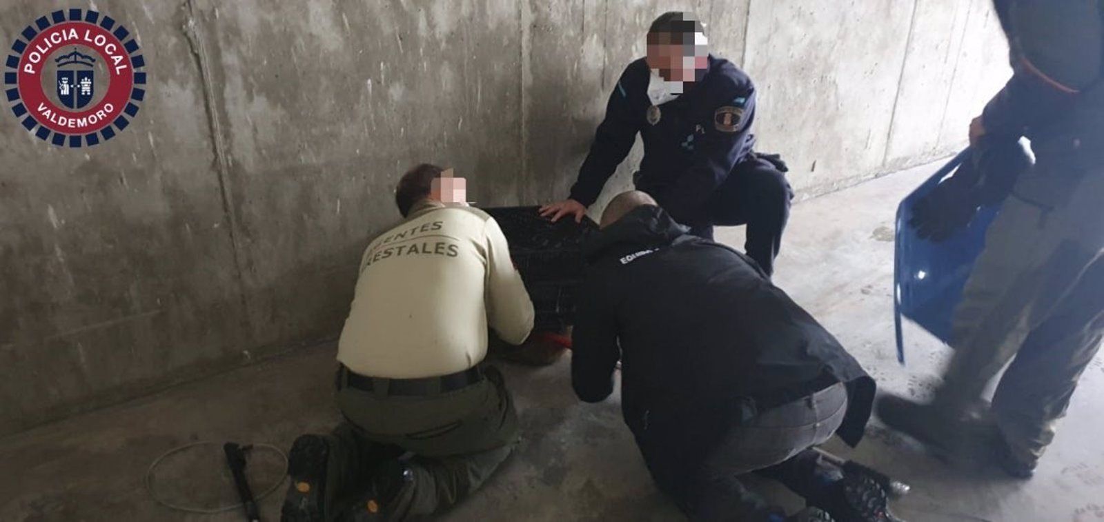 Policía y Agentes Forestales capturan un zorro que deambulaba por las calles de Valdemoro