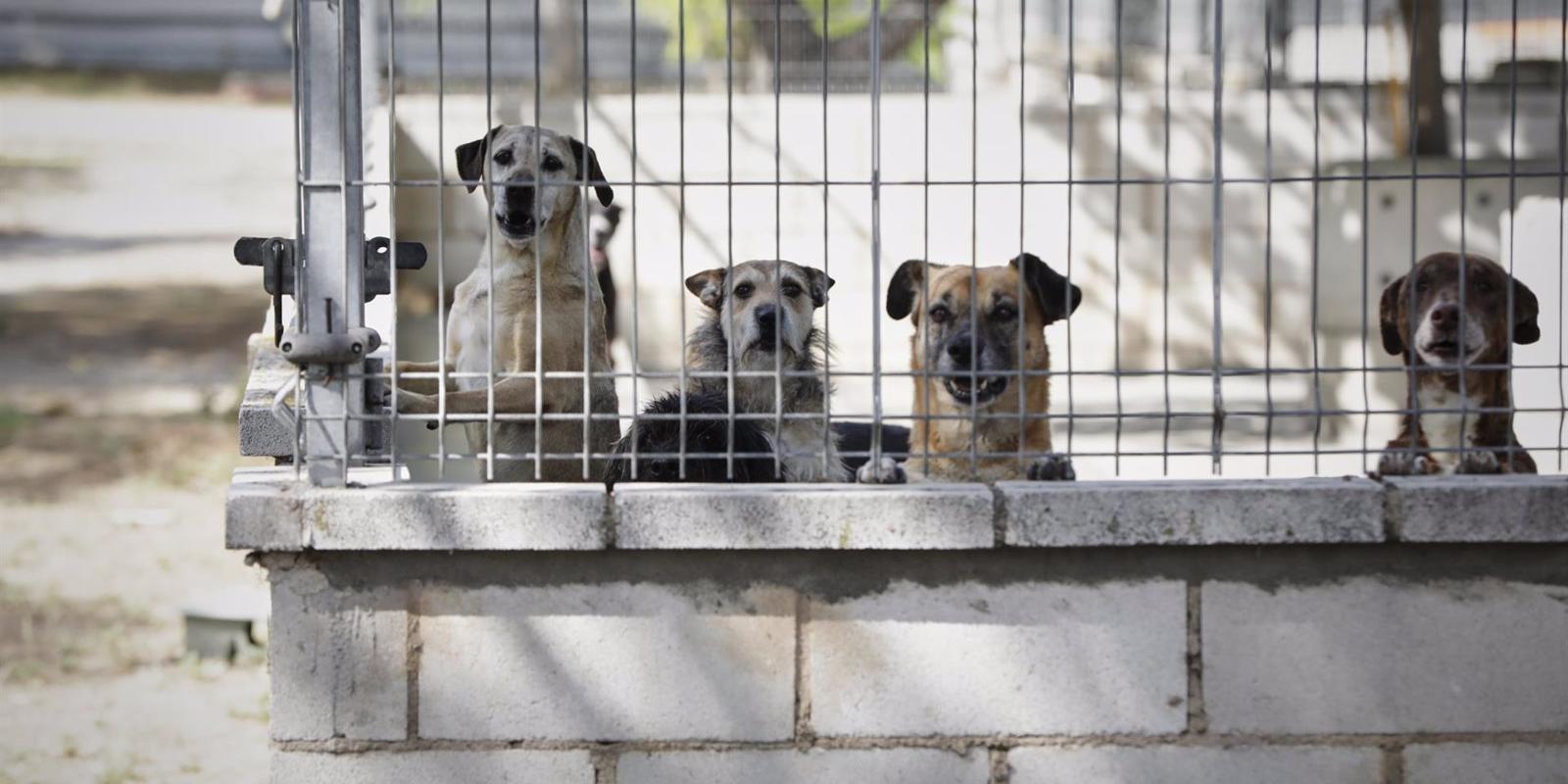 La Comunidad adelantará las ayudas de 2021 para el fomento de la protección y la adopción de animales