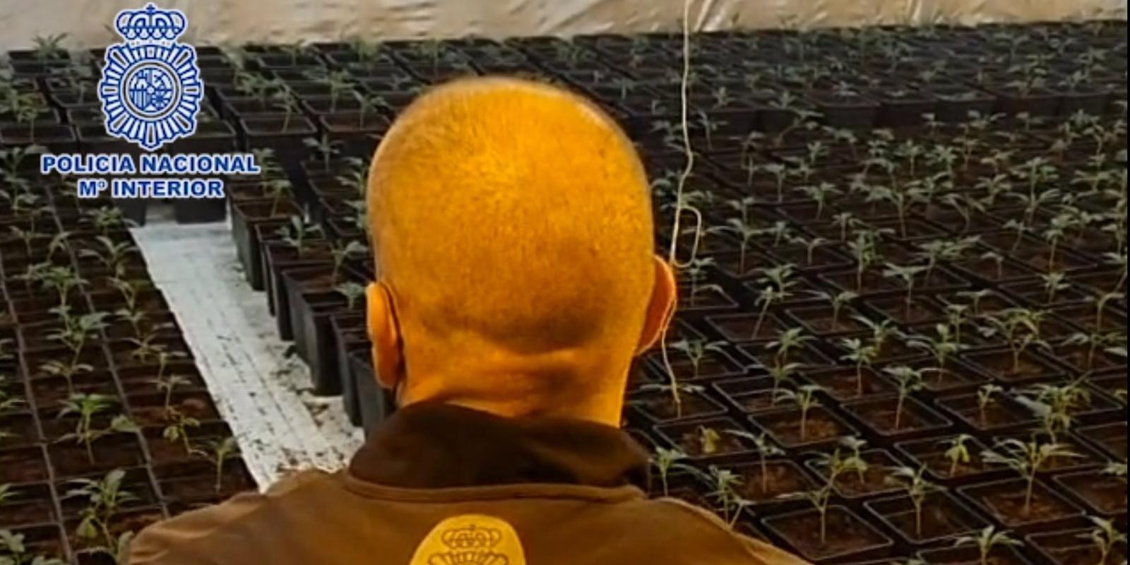 Desmantelan una plantación 'indoor' de marihuana en un restaurante dedicado a bodas en Mejorada del Campo