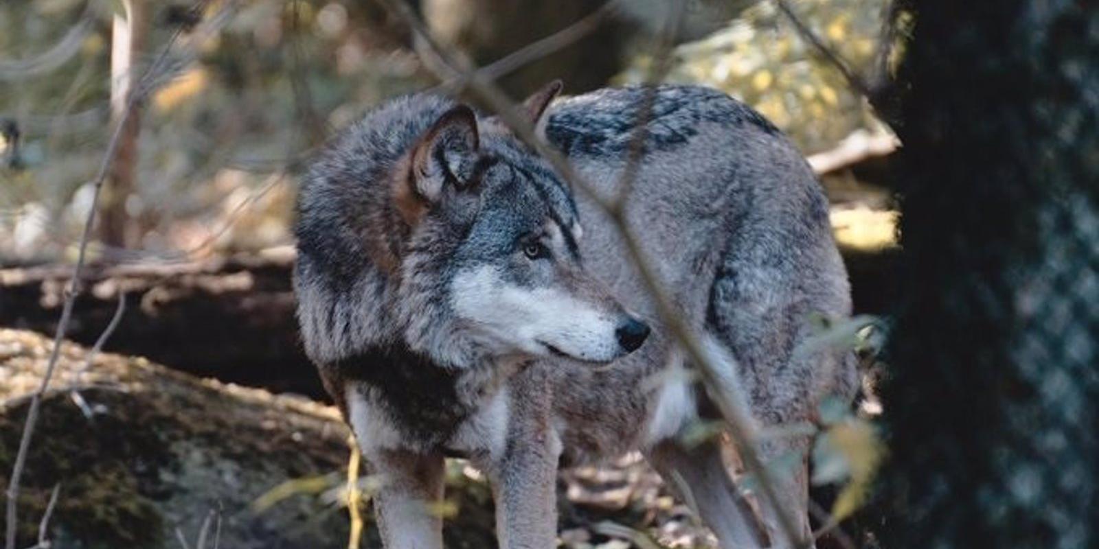 La Comunidad pide "coherencia" al Gobierno y que estudie las necesidades específicas de las regiones con más lobos
