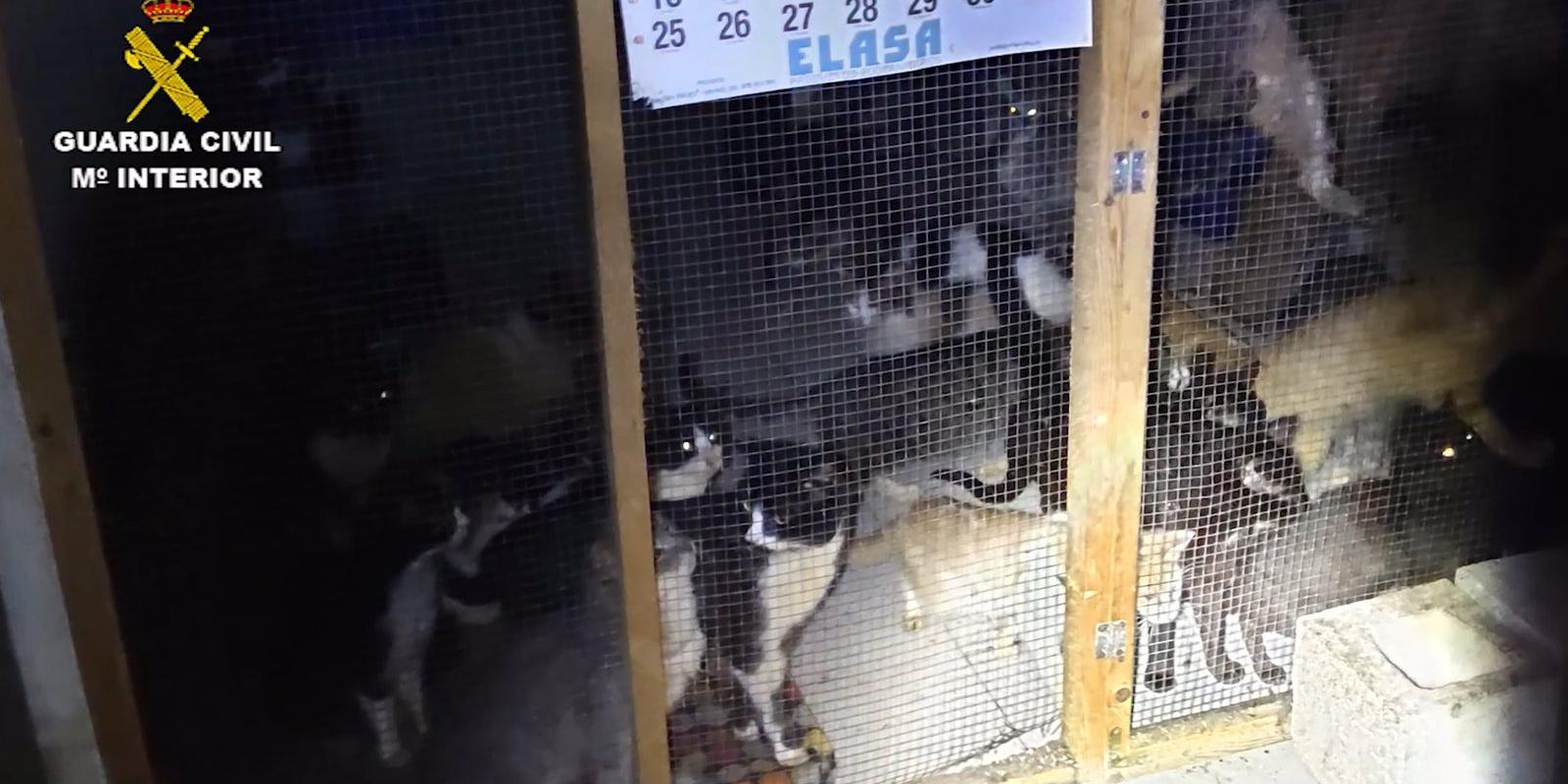 Intervenida una supuesta protectora más de 50 gatos hacinados y en pésimo estado en una vivienda de Arganda