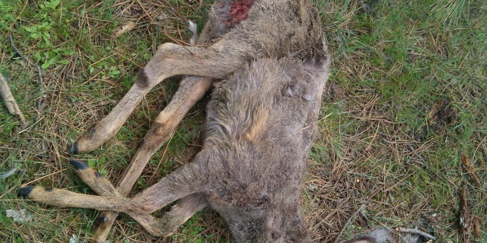 Aparece en Moralzarzal el cadáver de una cría de corzo con heridas que podrían ser causadas por el ataque de perros