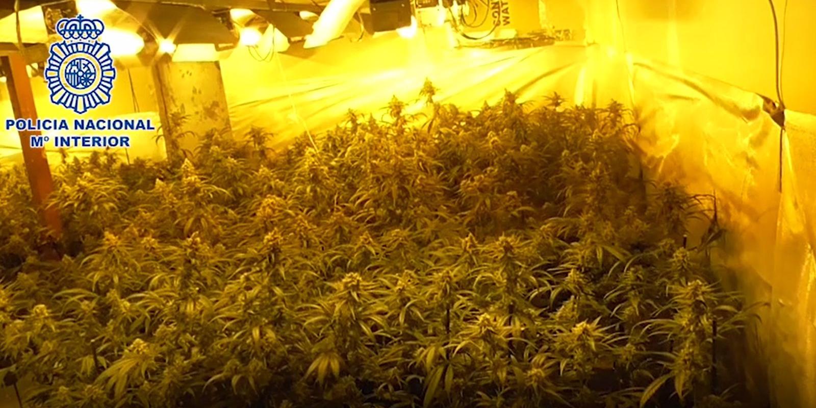 Desmanteladas de nuevo dos plantaciones de marihuana en la Cañada y un chalé de Belmonte donde se cultivaba