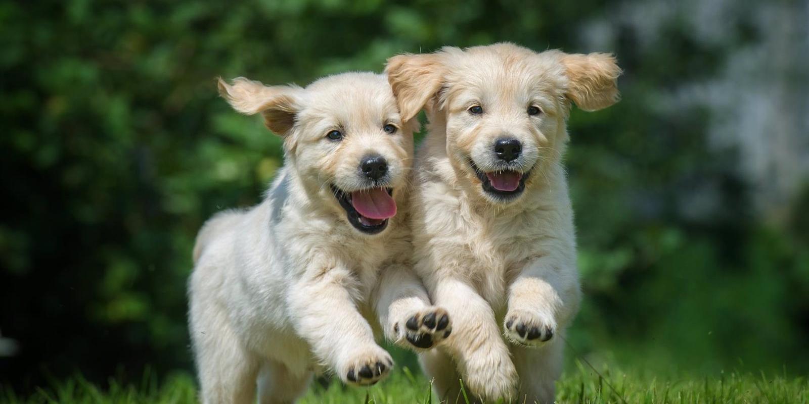 Cambiará la norma estatal sobre perros peligrosos priorizando el comportamiento de cada ejemplar y no la raza
