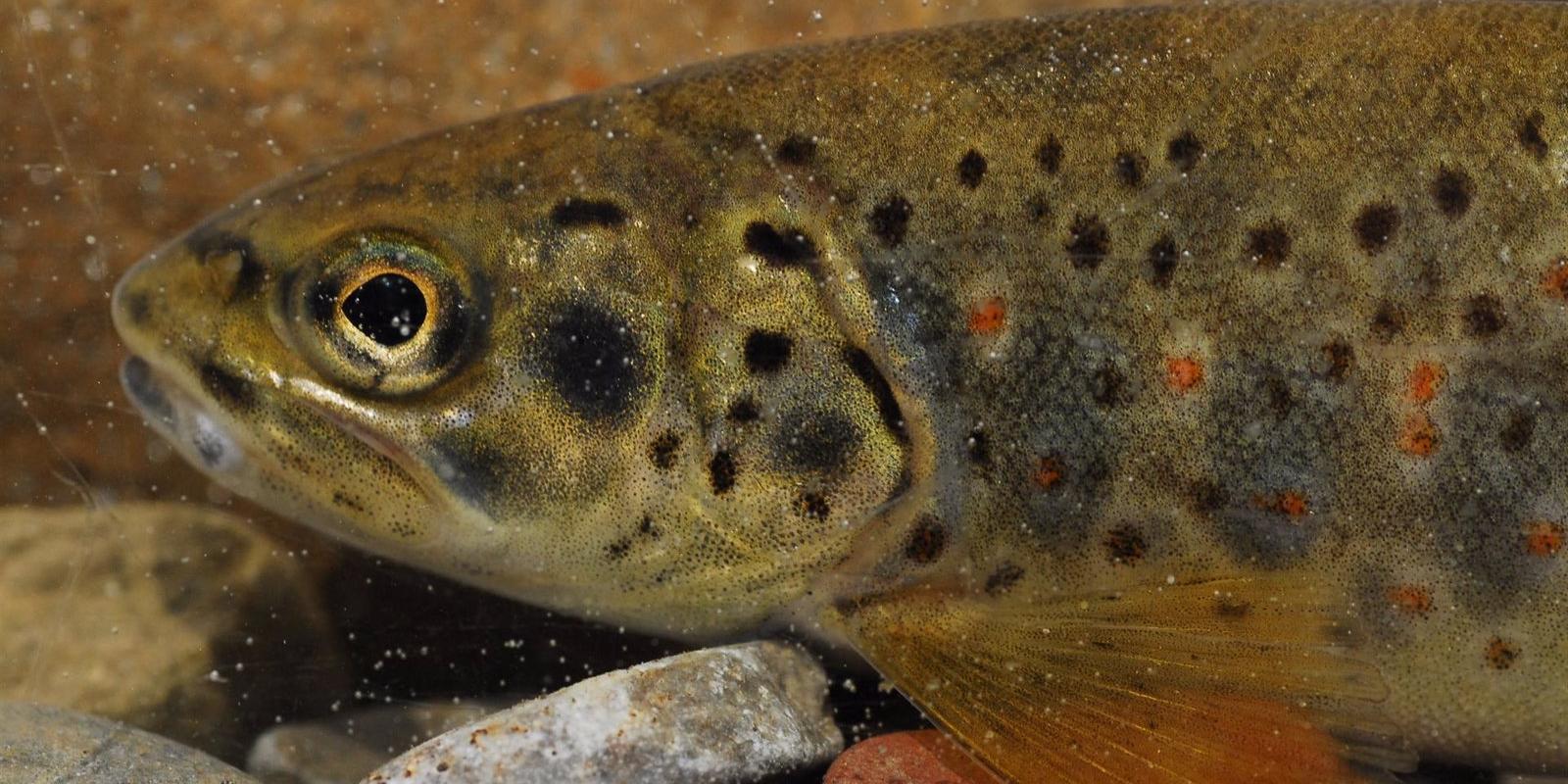 El Alto del Lozoya tendrá truchas autóctonas
