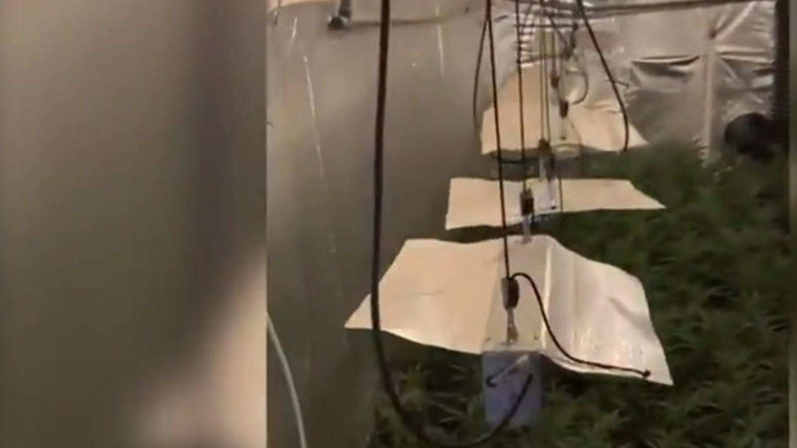 Intervenidas 479 plantas de marihuana en tres pisos de Villaverde