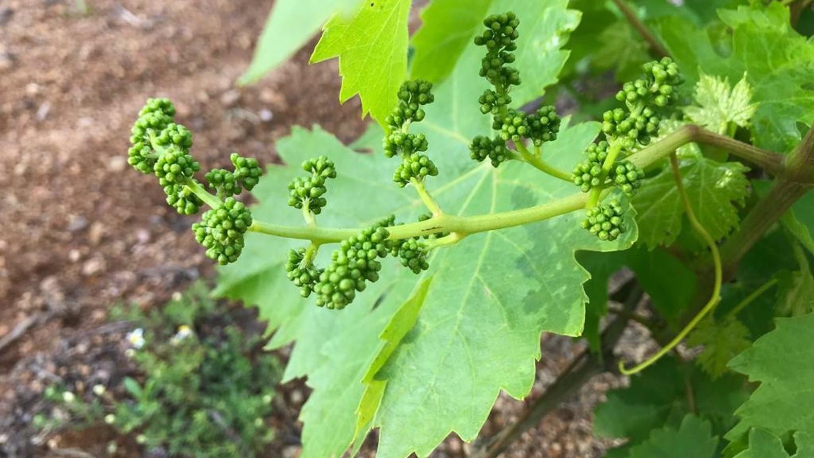 La Comunidad flexibiliza la normativa de las instalaciones agrarias para dinamizar el desarrollo rural