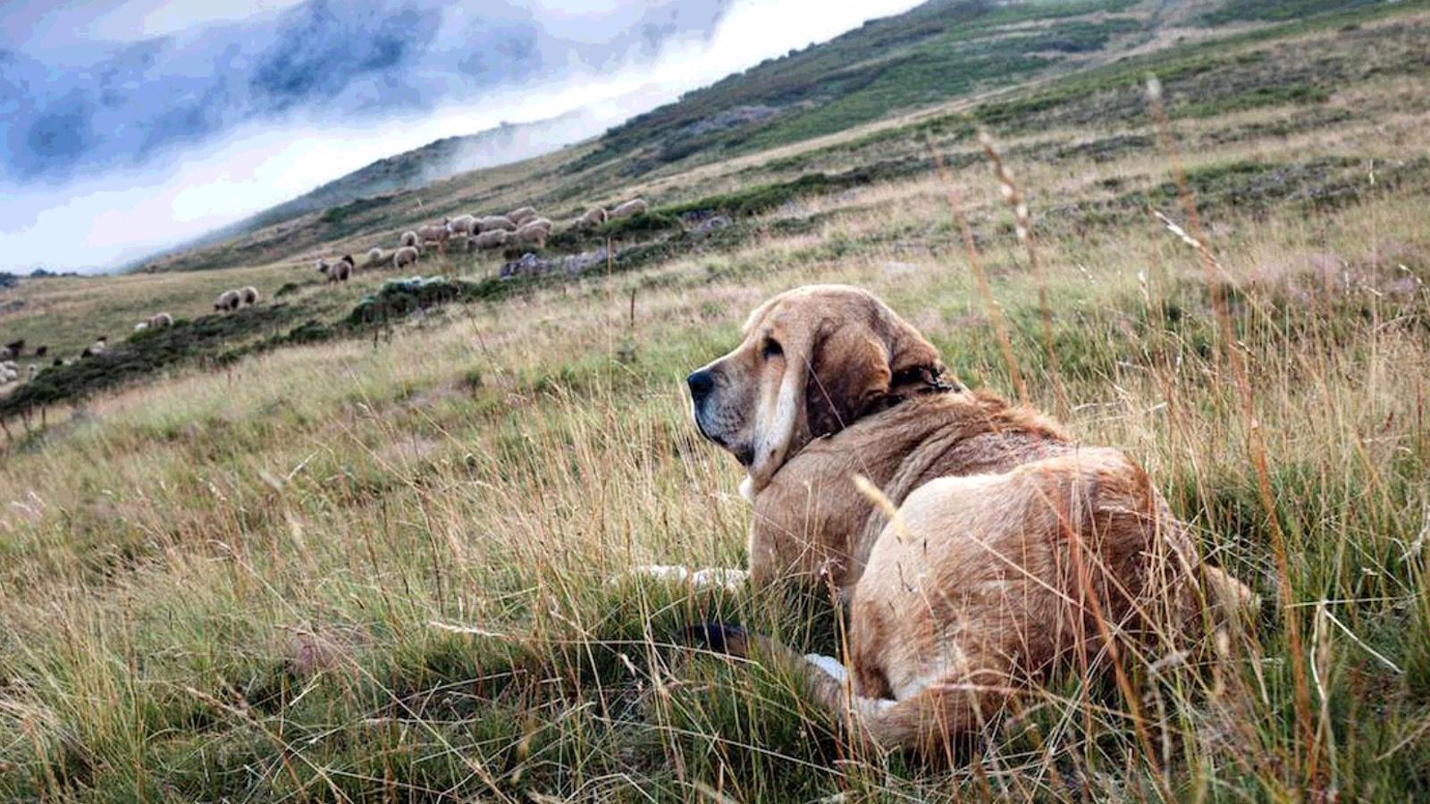 Ugama pide a la Comunidad protección física y jurídica para los perros pastores, especialmente mastines