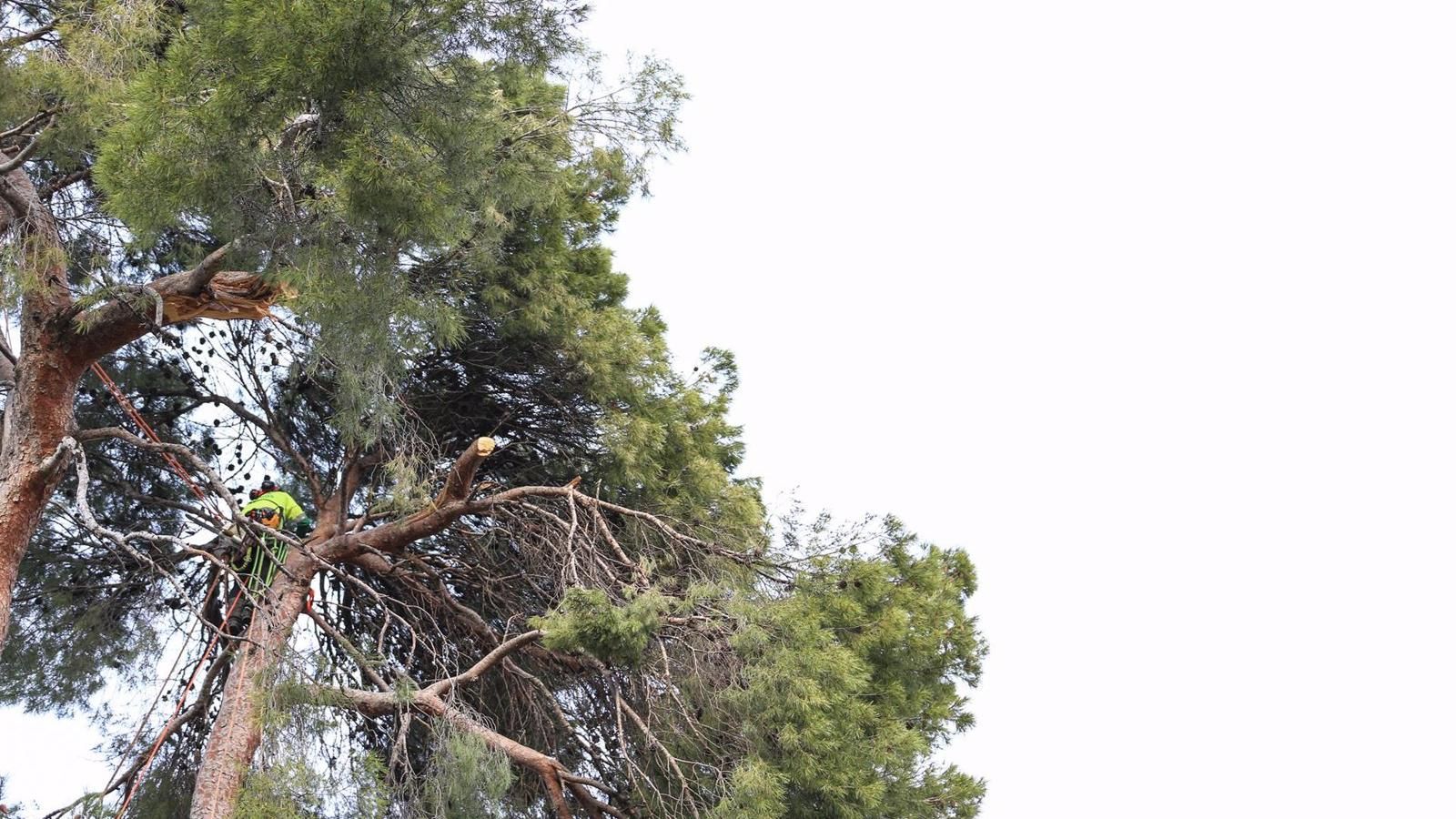 Aprobados 2,4 millones para mejorar más de 60.000 hectáreas de monte público durante los próximos tres años