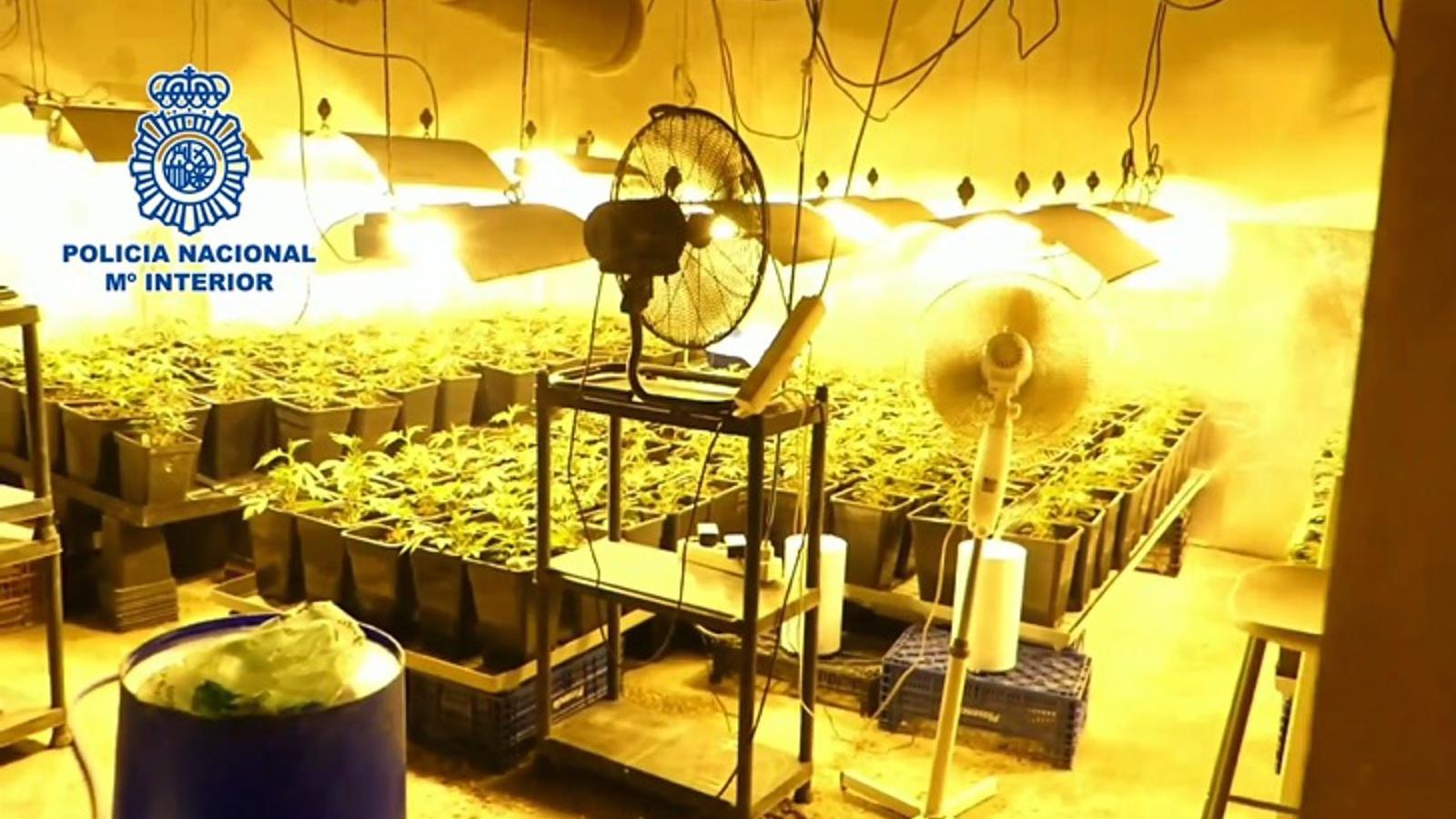 Tres detenidos y desmantelada una plantación de marihuana escondida tras un armario en un chalet