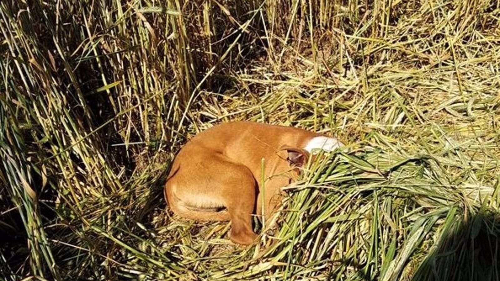 La Policía de Fuenlabrada localiza y rescata a un perro perdido desde hace días y atrapado en una zona rural