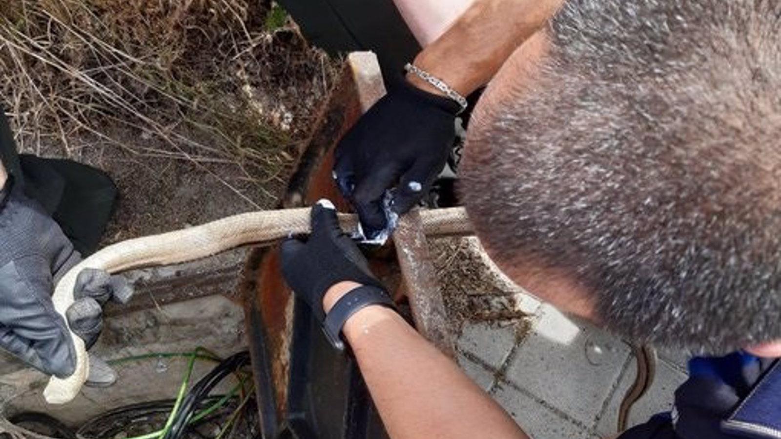 Agentes Forestales rescatan a ranas, culebras y halcones atrapados en elementos urbanos